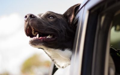 Keep Your Pets Cool During The California Summer