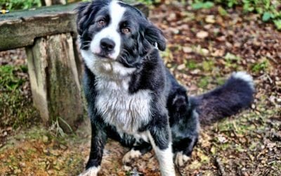 Pet-Friendly Exercise In Los Gatos, California
