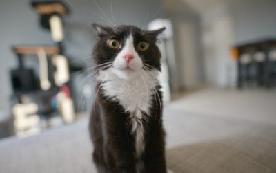 Are You Washing Your Pet’s Dish Enough? Probably Not.