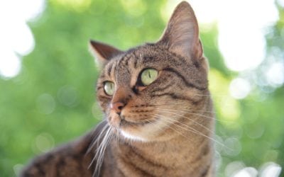 This Los Gatos Veterinarian Wants To See Your Pets Annually