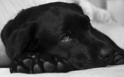 Six Household Items That Are Poisonous To Your Pet