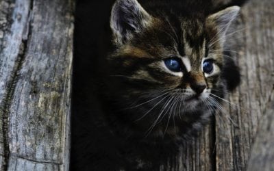 Why It’s Important To Stick To A Pet Vaccination Schedule