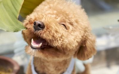 Your Pet’s Dental Health Should Be Monitored Often