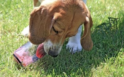 Recognize The Symptoms Of Pet Allergies