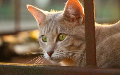 5 Tips To Keep Your Senior Cat Healthy