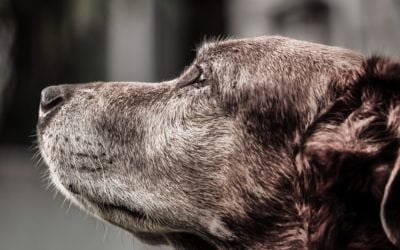 September Is Animal Pain Awareness Month