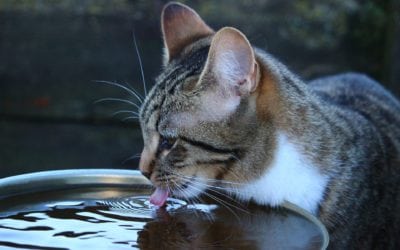 Recognizing The Symptoms Of Pet Dehydration