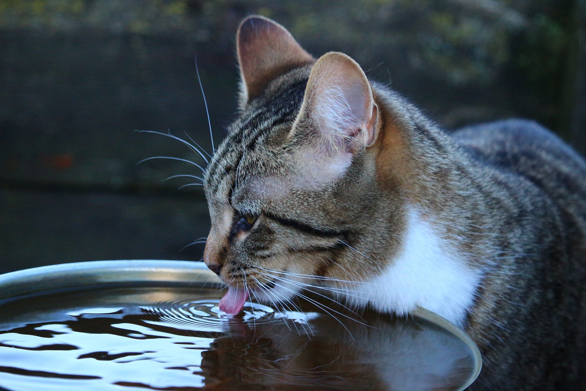 сколько воды должна пить кошка