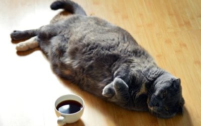 Pet Obesity Is Becoming A Real Problem