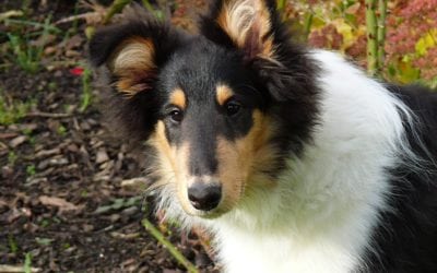 As The Temperature Drops The Pet Shedding Increases