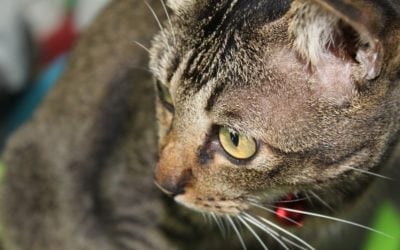 What To Do If Your Pet Is Suffering From Diarrhea and Vomiting