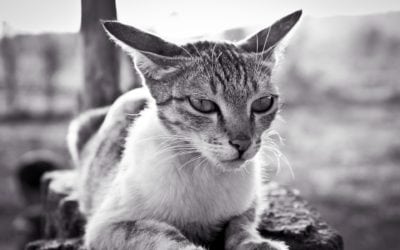 Know The Signs Of Chronic Kidney Disease In Your Cat