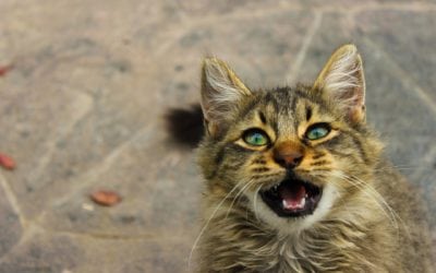 Signs That Your Cat Is Dealing With A Pain Issue