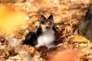 fall safety tips pets