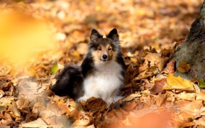 Fall Safety And Health Tips For Your Pet