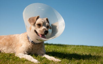 What You Need To Know About Spaying And Neutering