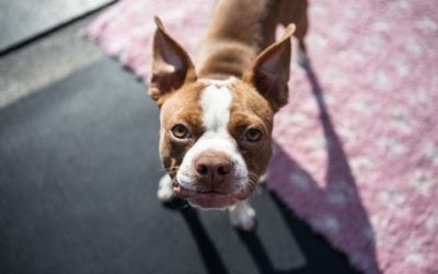 Creating A Stress-Free Vet Visit For Your Dog