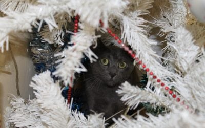 Recognizing Holiday Stress In Your Pet