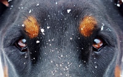 Winter Tips For Your Dog When Cold Weather Hits