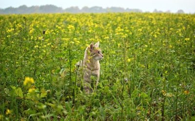 Tips To Keep Your Pet Healthy and Happy this Spring