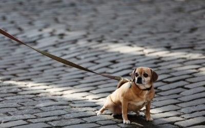 Make Leash Training Your Puppy Easier With These Tips