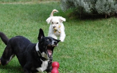 Prevent Dog Bites By Recognizing Aggressive Signs