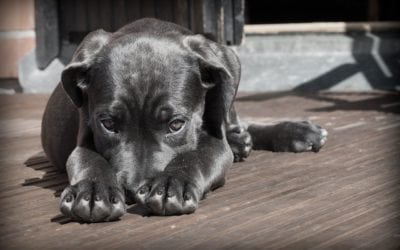 11 Facts About Heartworm Disease For All Pet Owners