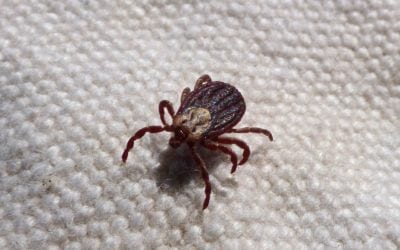 Everything You Need To Know About Lyme Disease