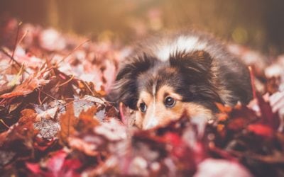 Thanksgiving Safety Tips For Your Pet