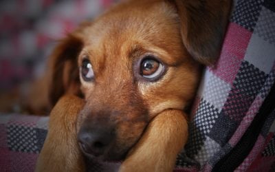 Everything You Need To Know About Canine Influenza In Los Gatos