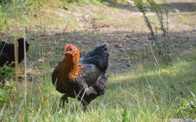 Virulent Newcastle Disease is spreading: What can you do?