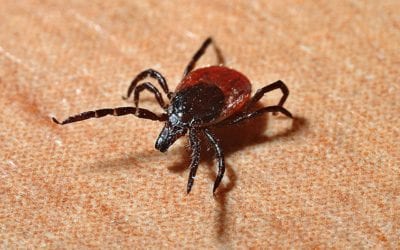 How To Remove A Tick From Your Pet