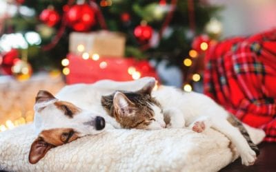 December Newsletter: Barks & Meows