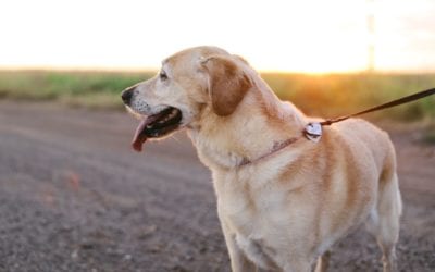 Protecting Your Pet from Heat Stroke