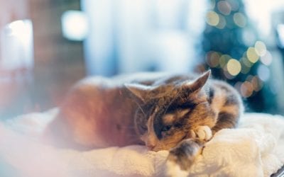 Preventing Holiday Anxiety and Stress in Pets