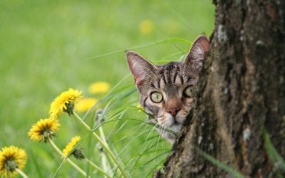 Protecting Your Pet From Pests This Spring