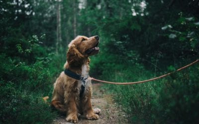 Tips for Messy Spring Walks With Your Dog