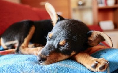 How You Can Prevent Separation Anxiety From Developing in Your Puppy