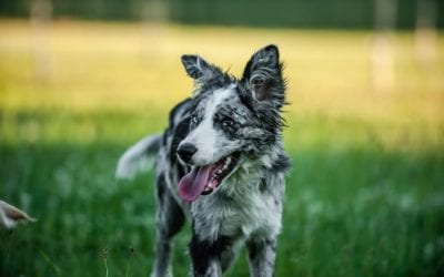 Keeping Your Pet Groomed in the Summer