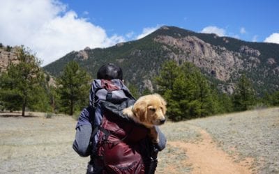 Planning for a Safe Camping Trip with Your Pet