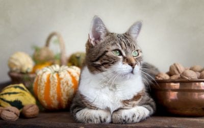 Autumn 2020 Newsletter: Barks & Meows