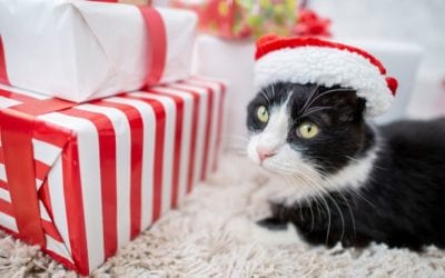 December 2020 Newsletter: Barks & Meows