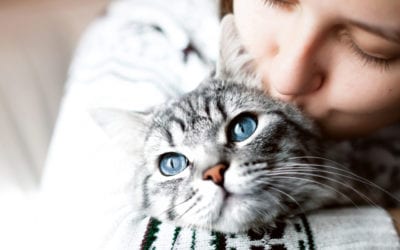 Does Your Cat Make You Sneeze? Tips on Managing Your Cat Allergies