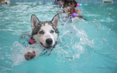 Water, Water, Everywhere, But Keep Your Pet Out: Water Dangers for Pets