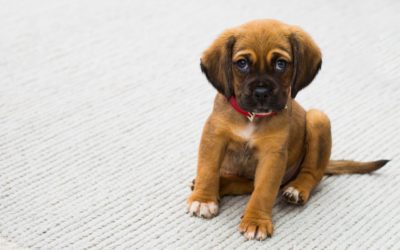 Is Fostering a Pet Right for You?