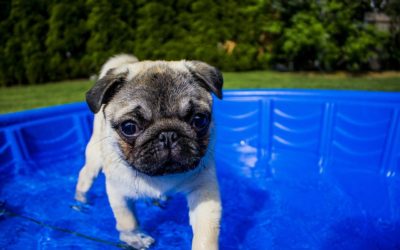 3 Hot Ways to Keep Your Pet Cool This Summer