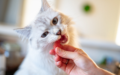 Some Tips to Help Successfully Medicate Your Pet