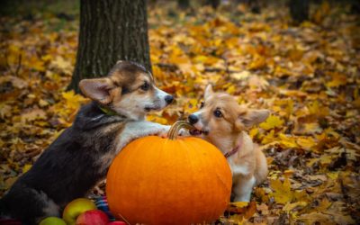 October 2021 Newsletter: Barks & Meows