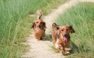 The Importance of Pet Socialization