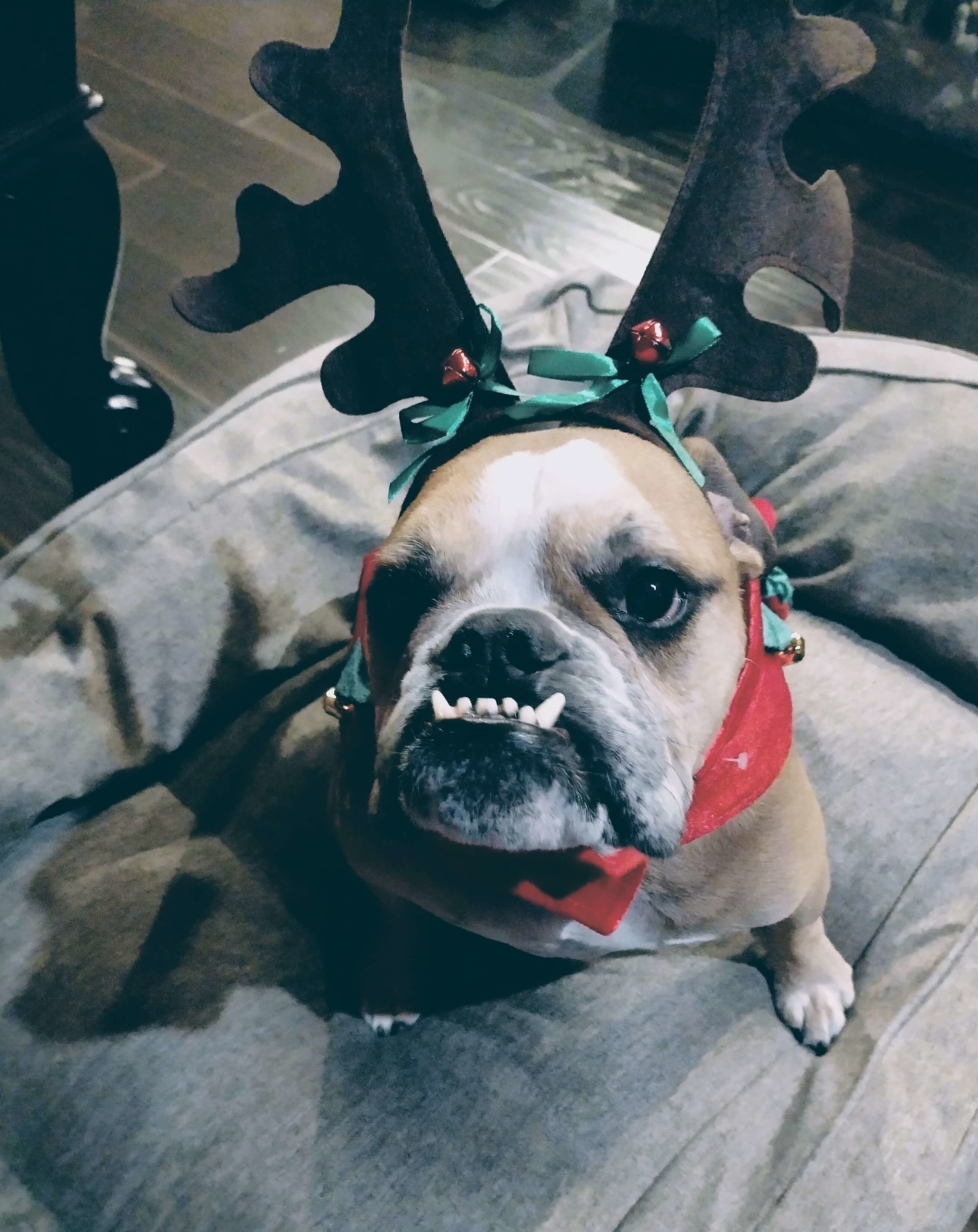 Season Greetings from Reindeer Rocky!!!